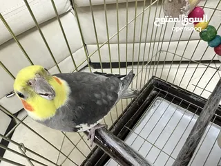 7 حبة كوكتيل