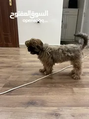  5 كلب شيتزو انثى Shih Tzu female