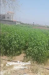  3 500متر للبيع 62 ألف دينار