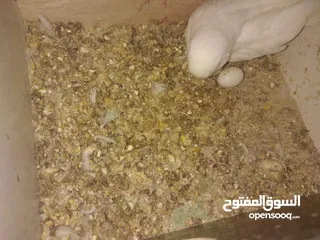  11 3 جواز حب شغالات مع بيض وفراخ مقفصات