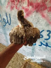  1 دحي براهما سبرايت