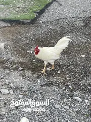  9 دجاج وبط للبيع