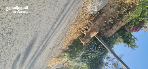  2 حمار للبيع