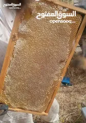  4 عسل بلدي من مناحلنا