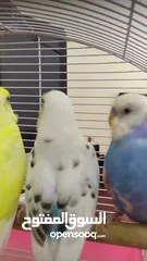  13 Ready to egg adult Budgies