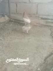  14 جوزين يهودي جوز اصفر وجوز احمر على صفره