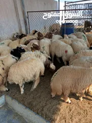  18 ذبيح للبيع طيبه سمان عزيمه ثلاجه خرفان طيبة هرفي جذع وتساب اتصال لتوصيل جميع مناطق قطر سوري بلدي