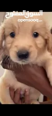  11 Golden retriever قولدن ريتريفر جراء