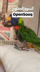  1 طير لوري رينبو