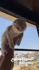  2 قط سكوتش فولد عمر 8 اشهر