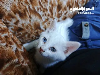  3 قطة شيرازي ابيض