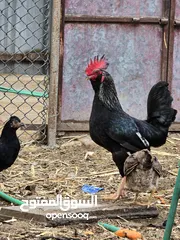  4 ديج عربي للبيع