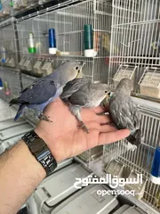  8 متوفر لدينا تشكيله طيور جميله