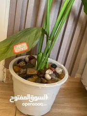  26 شجر زينه جديد للبيع اشكال واحجام مختلفه تصل لطول 2متر وتبدا اسعار من 5دينار ويوجد توصيل