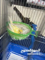  1 طيره لمونيه فل