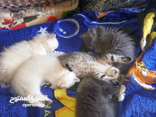  4 القطط الصغيره عمرهااا 2 شهرين ..القطط الكبيره عمرها 8شهور .. القط الاحمر سنه و3شهور
