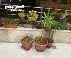  10 شقق الابيع جبل الحديد