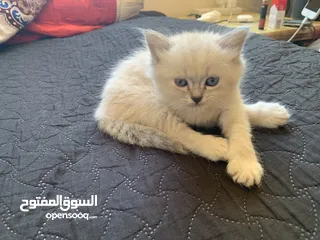  2 كتن مكس العمر 35 يوم