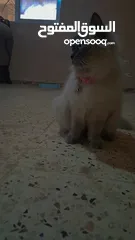  6 قطه سيامي شوكليت للبيع مع أغراضها