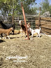  3 للبيع 8 رواس غنم ب300 لتواصل على الواتس اب