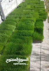  14 استنبات شعير  شعير مستنبت Sprouted   صواني استنبات شعير Barley germination barley
