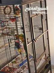  9 Hand tamed Sun Conure. His name is Cookie.
