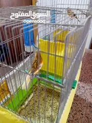  3 جوز كنار مخاليف