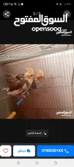  3 عصافير كوكتيل بسعر مغري
