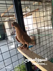  2 جوز مكاوي فراخ