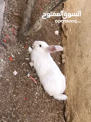  1 جوز ارانب نخب