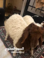  2 خرفان شبعانات من حليب امهم