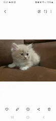  4 قط ذكر شنشيلا مميز عمره 65 يوم