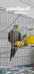  5 جوز كوكتيل حبشي مع قفص