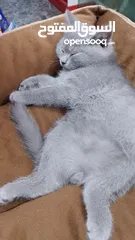  1 British Shorthair