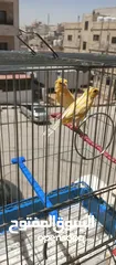  2 كنارات طواير عدد 2 للبيع