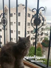  3 قطة شيرازي مخلوط مع بريطاني