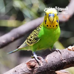  1 بادجي طيور