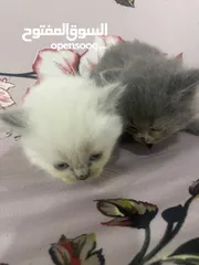 3 Persian short hair kitten