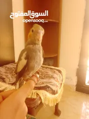  16 ببغاء كوكتيل اليف جدنننننن