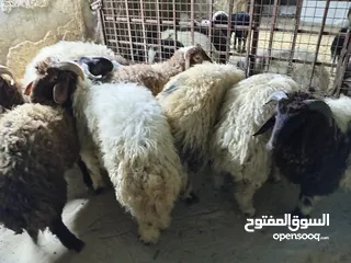  3 خرفان أضاحي للبيع اوزان لحم صافي 25