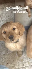  2 كلاب جولدن ريتريفر مستوى عالي جدا اهالي مستوردة عمر 69 يوم Golden retriever puppies