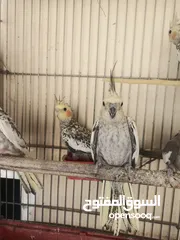  1 فراخ كوكتيل عمر اقل من شهرين وفراخ زق يدوي