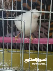  3 طيره كنار ابيض للبيع اقرا الوصف