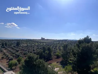  15 فرصة العمر مزرعة زيتون راقية  طريق اربد عمان كافه الخدمات 17 دونم و نص منتجه