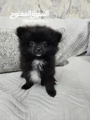  4 Mini Pomeranian puppies