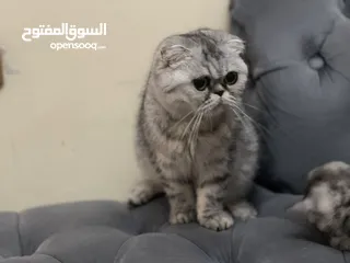  2 كتن سكوتش فولد و ستريت وام منتجه