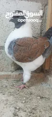  1 فراخ كنق .