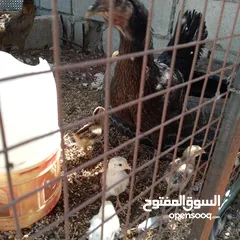  5 جاج بلدي مقنوة