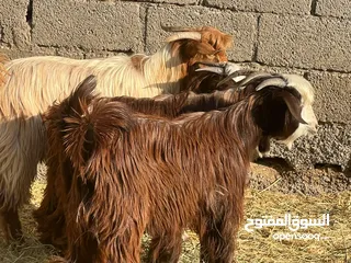  3 تيوس عمانيات حوالي سنه  سمان حلال طيب من يرغب يحقصهن ويذخرهن للمناسبات او للذبح حلال نظيف كل شي سليم