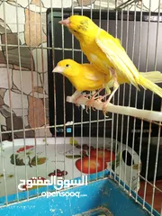  3 جوز كنار بناديق  شغال مع فرخهن